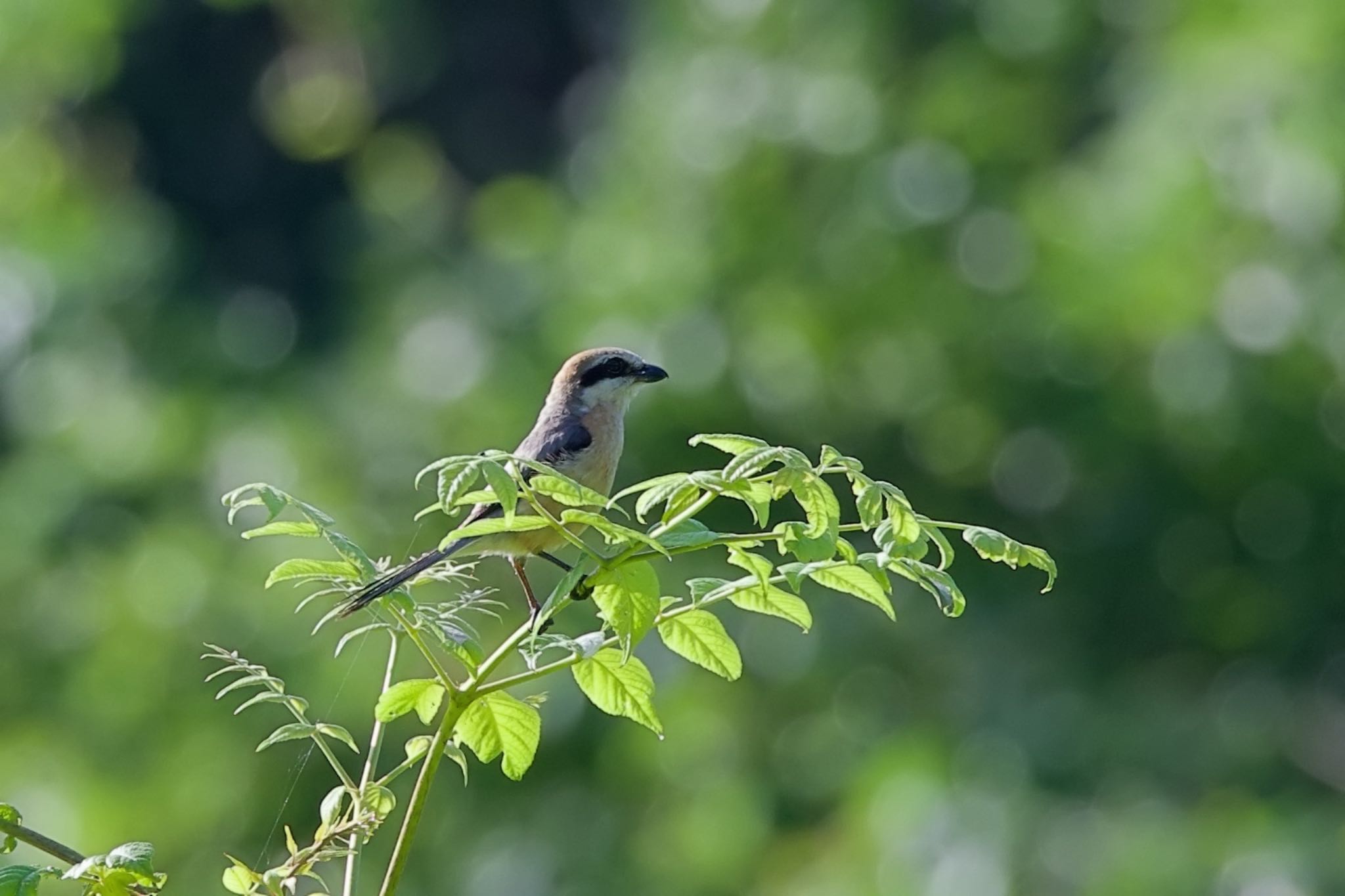 Photo of Bull-headed Shrike at 夕張 by ウレシカ