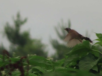 2022年7月3日(日) 朝霧高原の野鳥観察記録