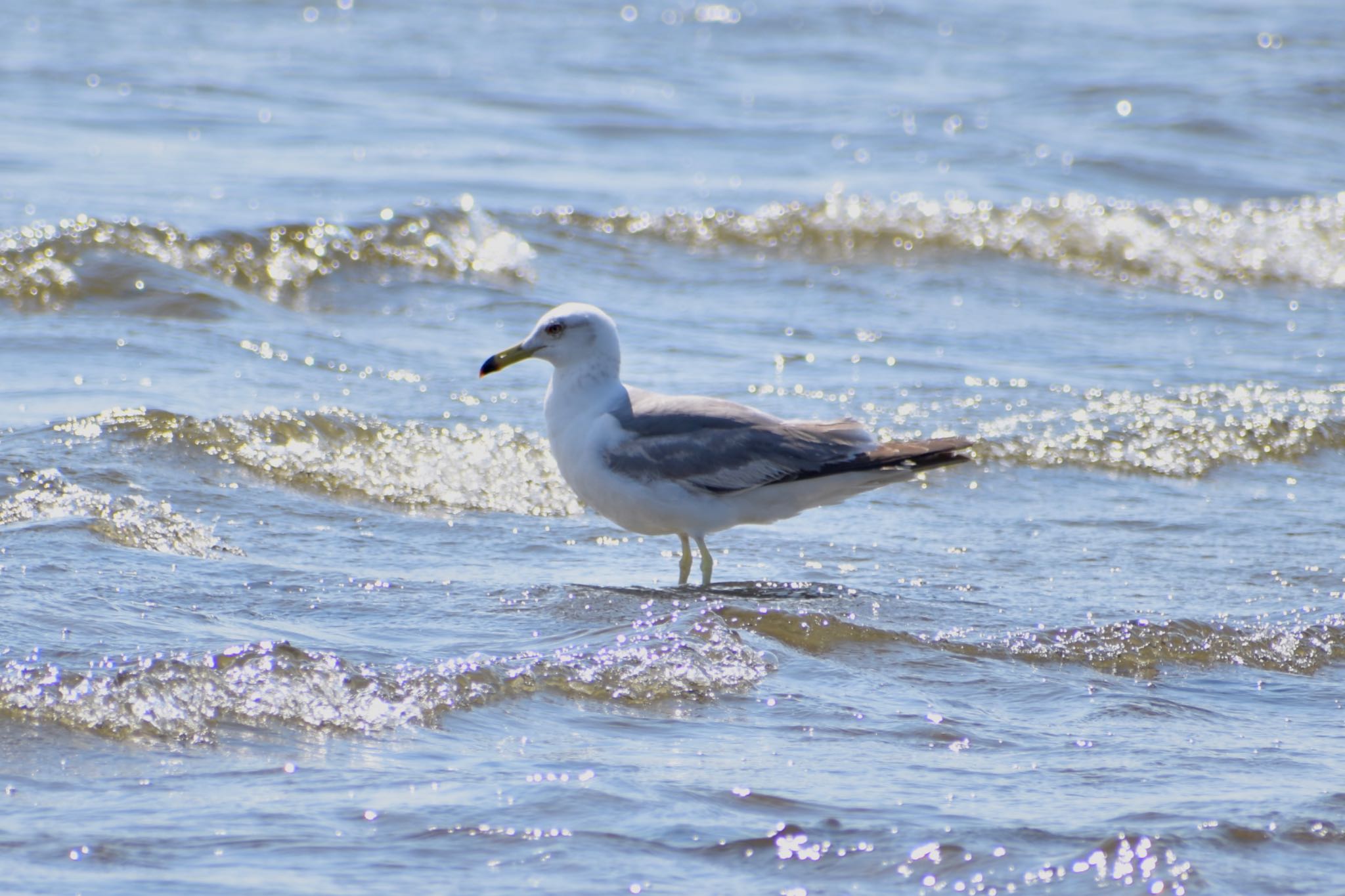 茜浜 ウミネコの写真