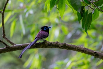 Black Paradise Flycatcher 福岡県 Sun, 6/26/2022