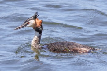 Great Crested Grebe 大沼(宮城県仙台市) Sat, 7/2/2022