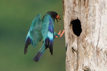 Oriental Dollarbird 岡山県吉備中央町 Sat, 7/2/2022