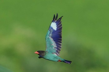 Oriental Dollarbird 岡山県吉備中央町 Sat, 7/2/2022