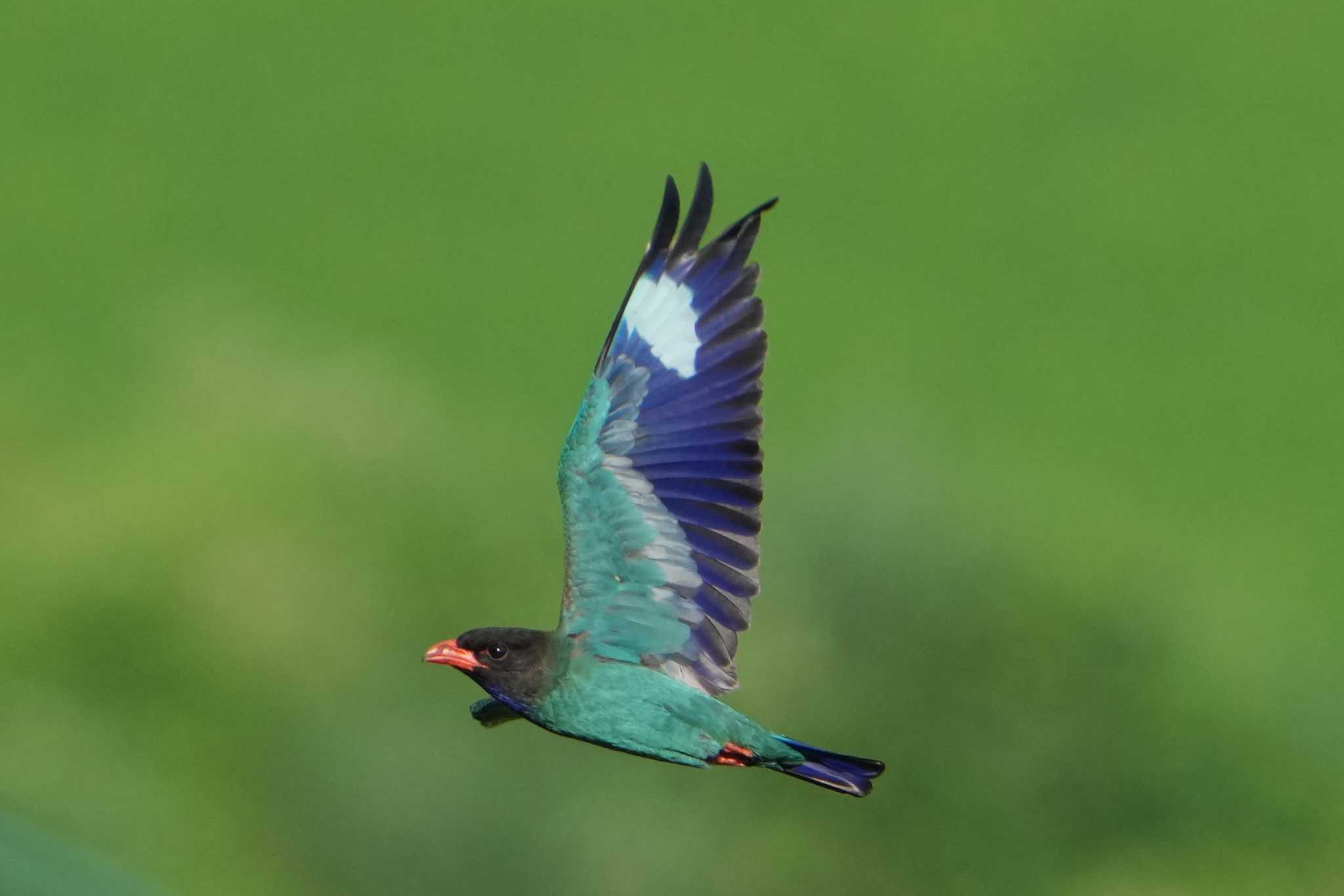 岡山県吉備中央町 ブッポウソウの写真 by 禽好き