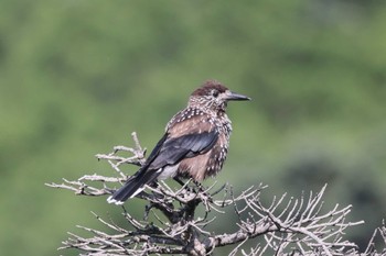 Spotted Nutcracker 富士山 Sat, 7/2/2022