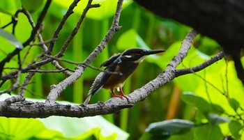 Sun, 7/3/2022 Birding report at Hattori Ryokuchi Park