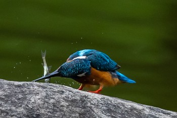 Common Kingfisher 多摩市 Sun, 7/3/2022