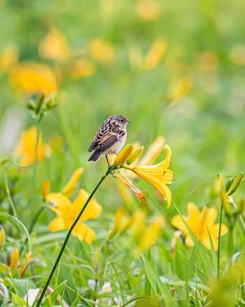 Amur Stonechat 長野県 Sun, 7/3/2022