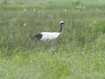 タンチョウ 根室 2022年6月29日(水)