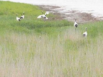 タンチョウ 根室 2022年6月29日(水)