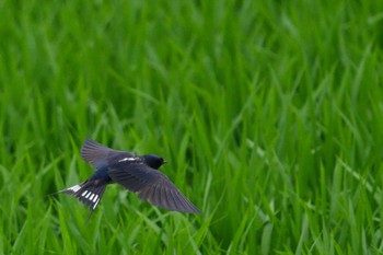 Barn Swallow 甲府市 Sun, 7/3/2022