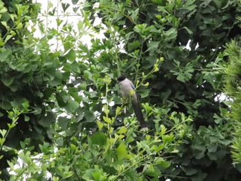 2022年6月18日(土) 六郷土手〜萩中公園の野鳥観察記録