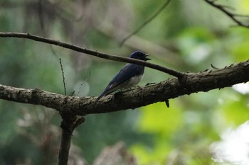 Blue-and-white Flycatcher 八王子城跡 Sat, 7/2/2022