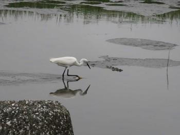 コサギ 六郷土手〜萩中公園 2022年6月18日(土)