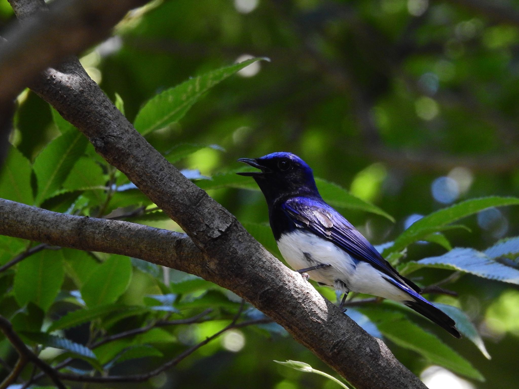 Photo of Blue-and-white Flycatcher at マキノ高原 by 🐟