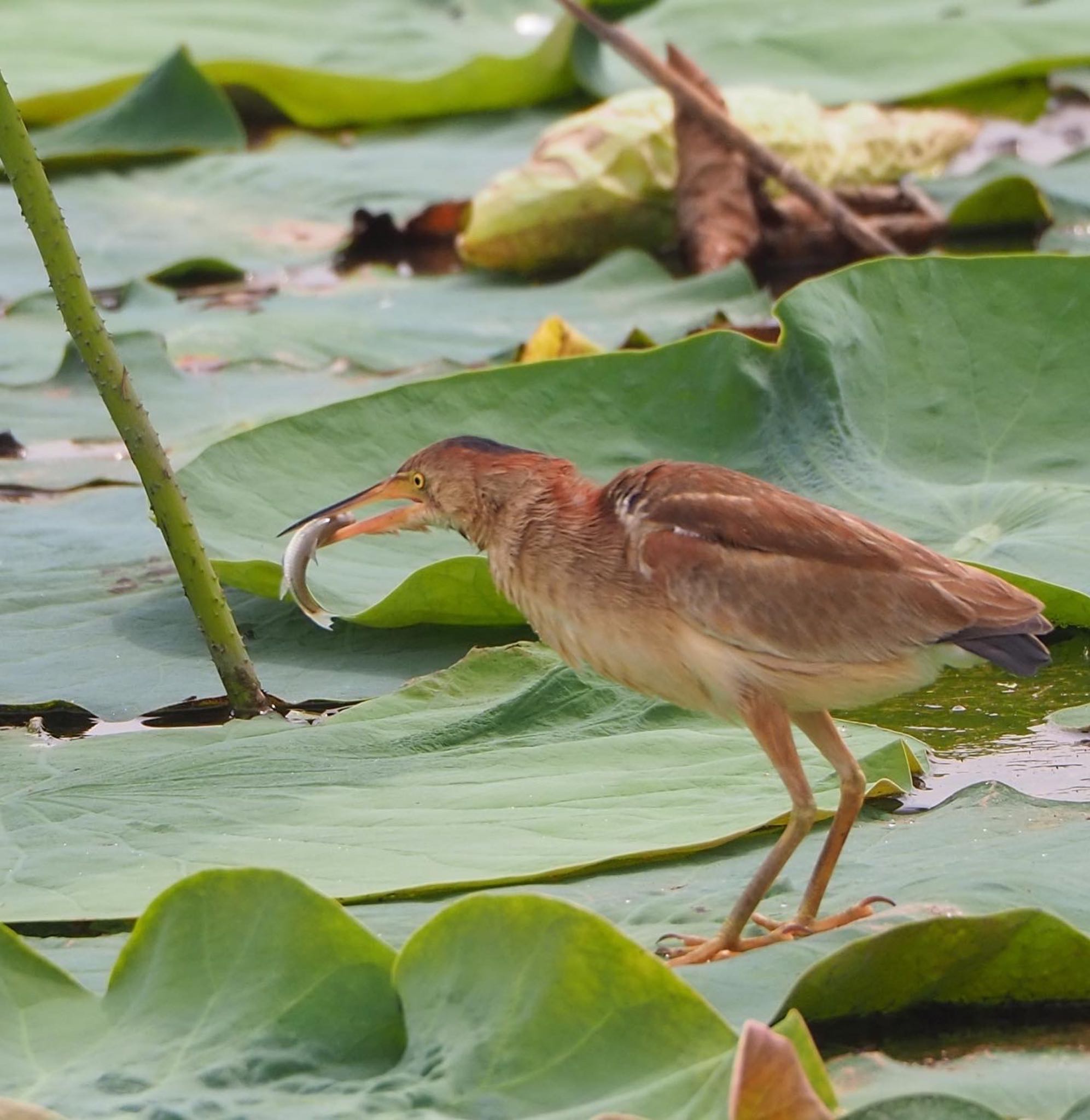 Yellow Bittern