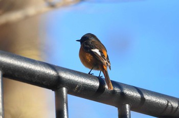 Daurian Redstart 世田谷区の公園 Unknown Date