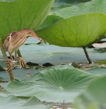 Yellow Bittern 埼玉 Sun, 7/3/2022