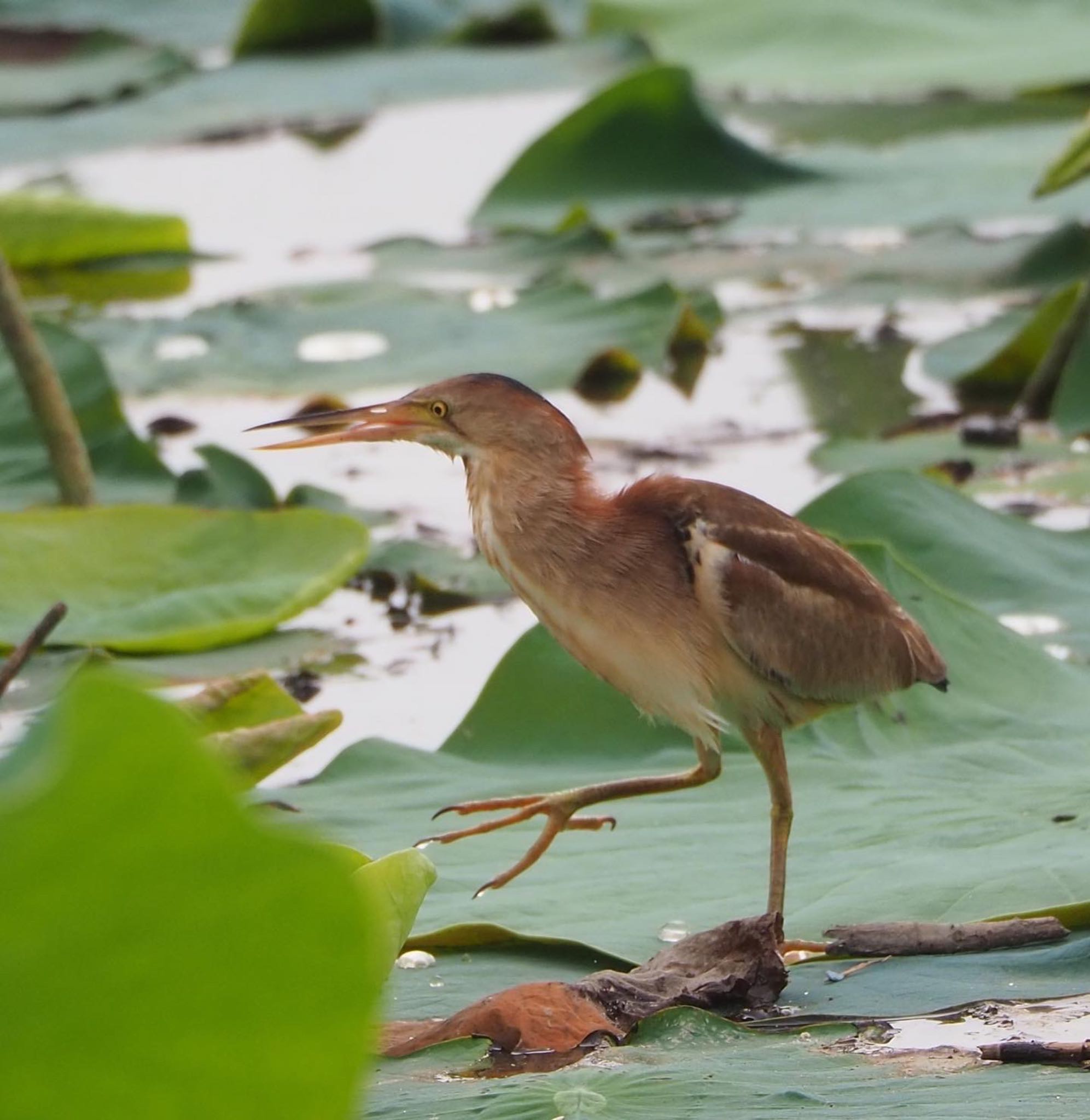 Photo of Yellow Bittern at 埼玉 by mk623
