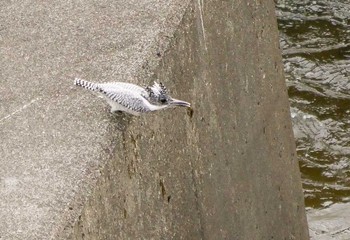 Crested Kingfisher 三田市のダム Thu, 12/28/2017