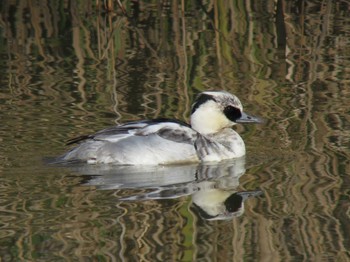 Smew Unknown Spots Sun, 12/18/2016