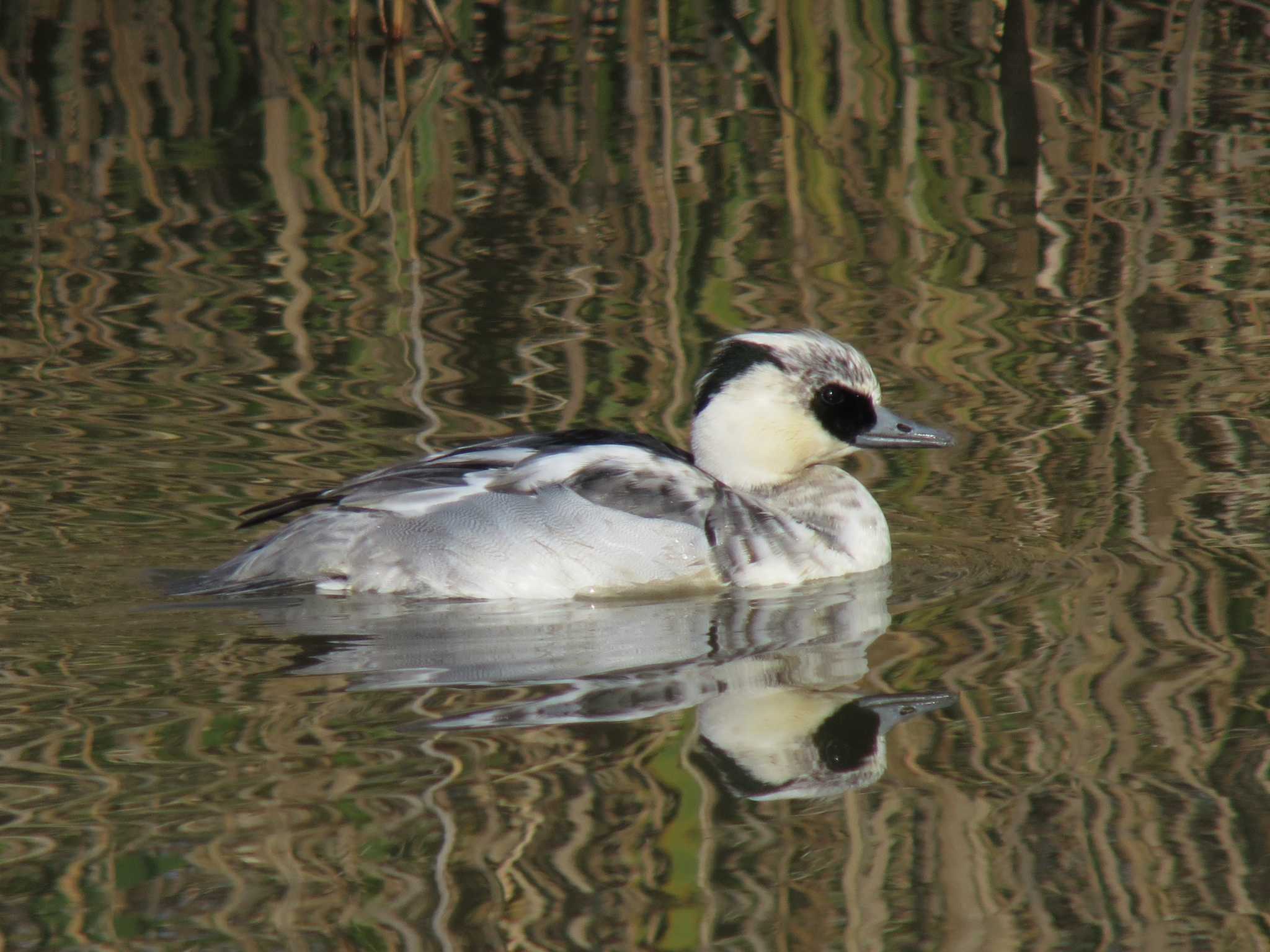 Photo of Smew at  by みっちー