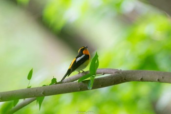 キビタキ 薬師池公園 2022年7月3日(日)