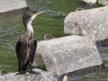 2022年7月3日(日) 福井緑地(札幌市西区)の野鳥観察記録