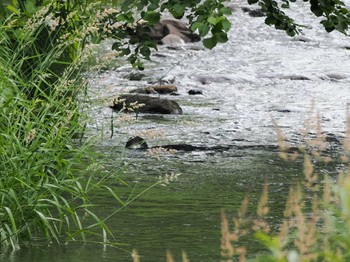 ウミウ 福井緑地(札幌市西区) 2022年7月3日(日)