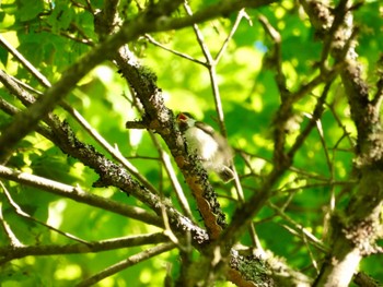 Sun, 6/26/2022 Birding report at 根室市市民の森