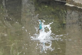 Common Kingfisher 横浜市 Sun, 7/3/2022