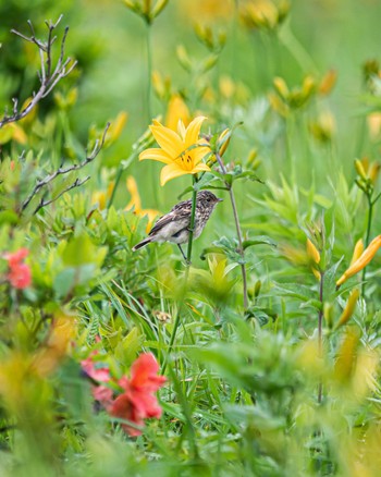 Amur Stonechat 長野県 Sun, 7/3/2022