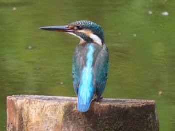 Sun, 7/3/2022 Birding report at 寺家ふるさと村