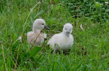 コブハクチョウ 小川原湖(青森県) 2022年7月4日(月)