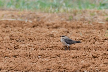 2022年7月2日(土) 金武町田いも畑(沖縄県)の野鳥観察記録