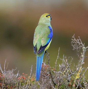 Blue-winged Parrot