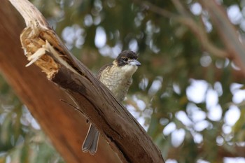 Grey Butcherbird Unknown Spots Sun, 6/5/2022