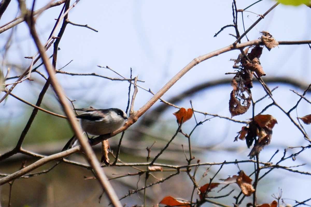 ほしだ園地 エナガの写真 by  Lapolapola Birds