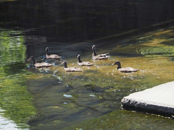 Domestic duck 淀川河川公園 Wed, 6/29/2022