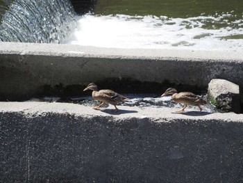 Domestic duck 淀川河川公園 Wed, 6/29/2022