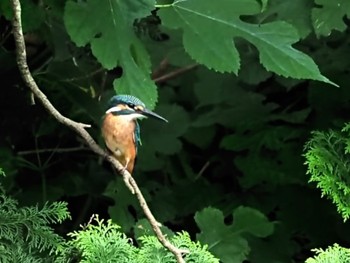 Common Kingfisher 神奈川県 Sun, 7/3/2022