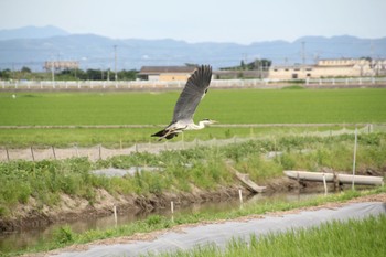 アオサギ 佐賀県 2022年7月3日(日)