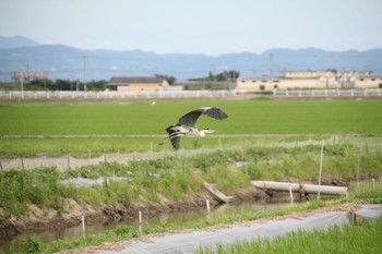 アオサギ 佐賀県 2022年7月3日(日)