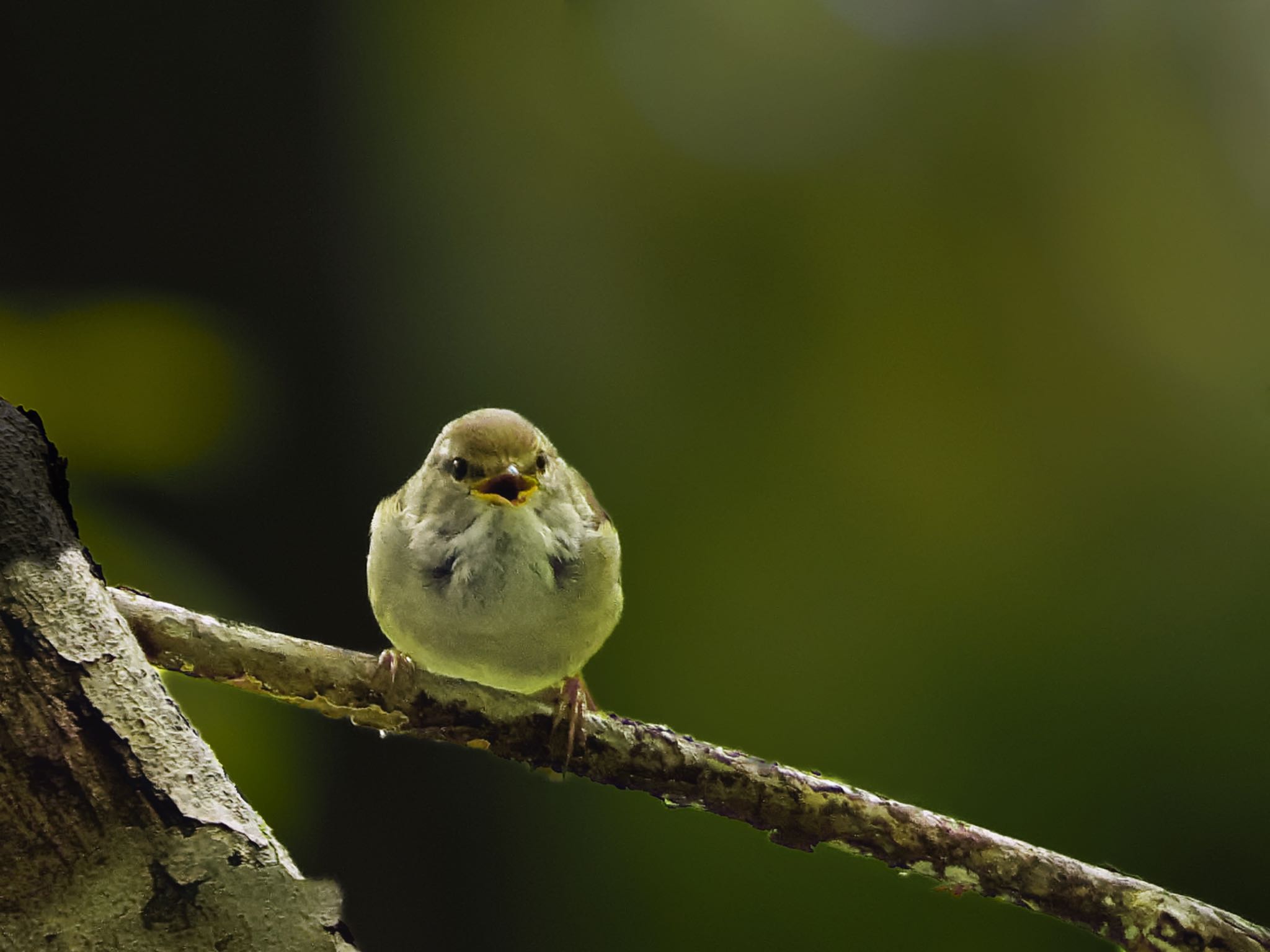 Japanese Bush Warbler