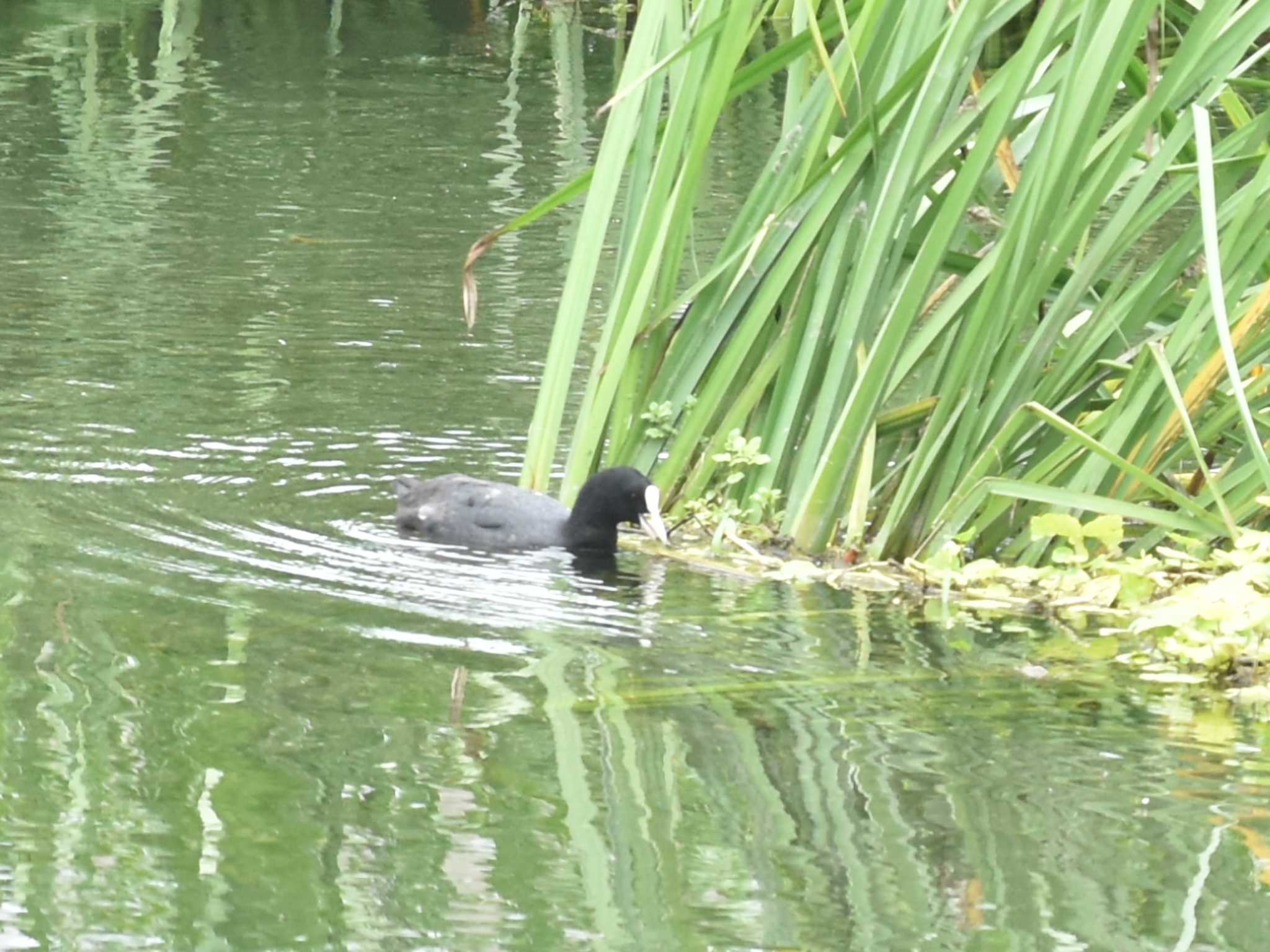 江津湖 オオバンの写真