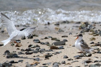 Little Tern Unknown Spots Thu, 7/2/2015