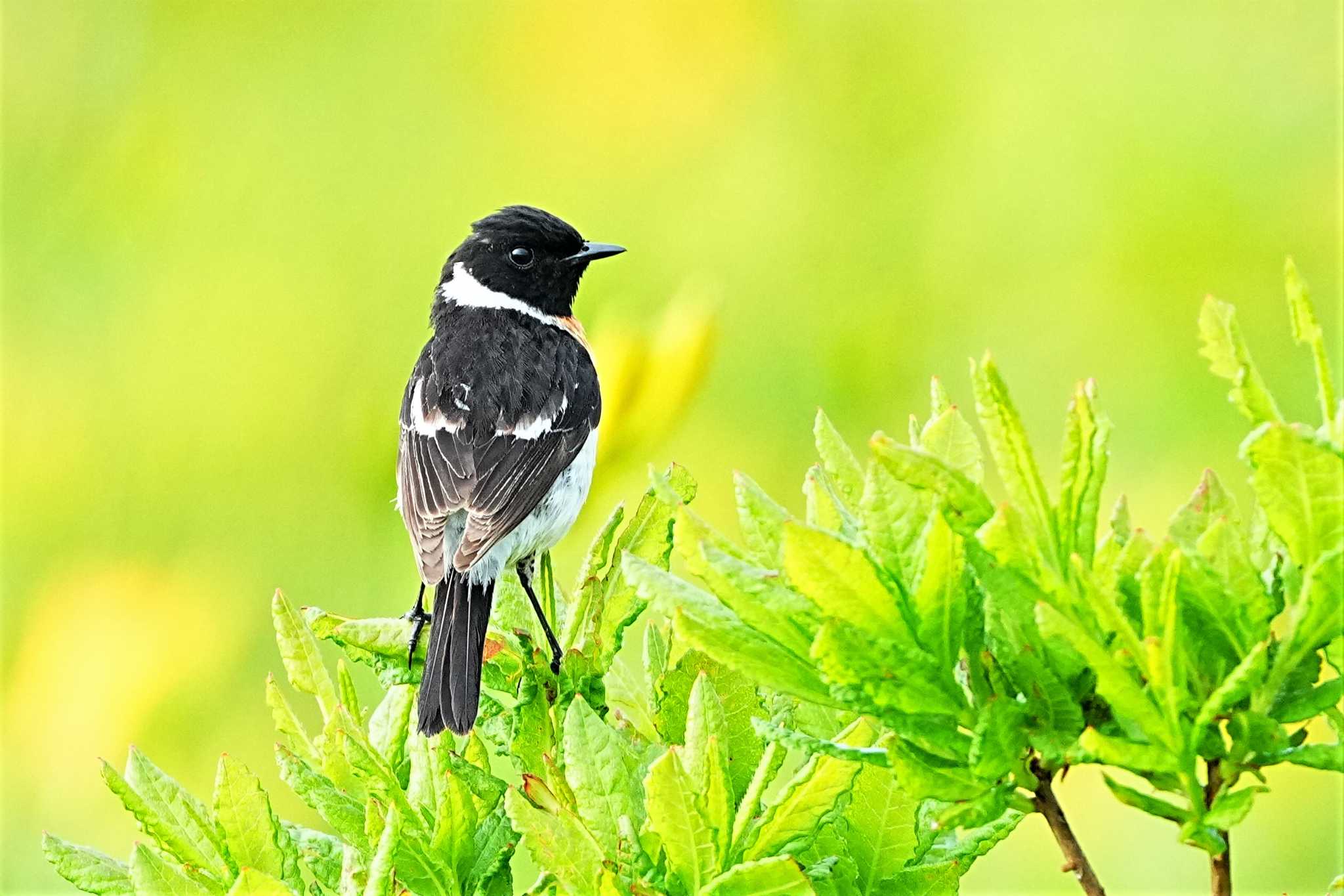 今季初撮りです