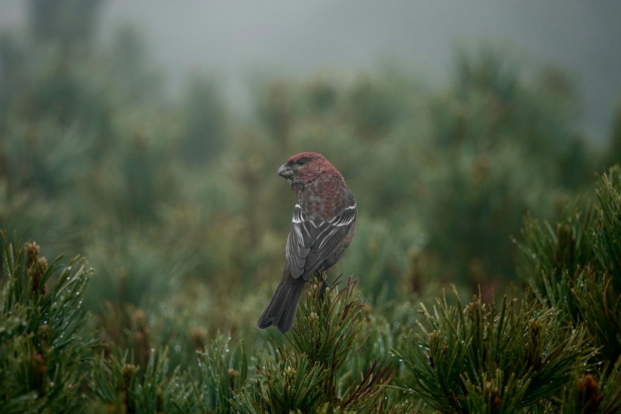 Photo of Pine Grosbeak at Asahidake by のどか