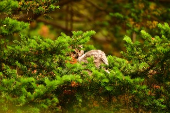 トラフズク 北海道 函館市 見晴公園 2022年6月11日(土)