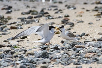 Little Tern Unknown Spots Thu, 7/2/2015